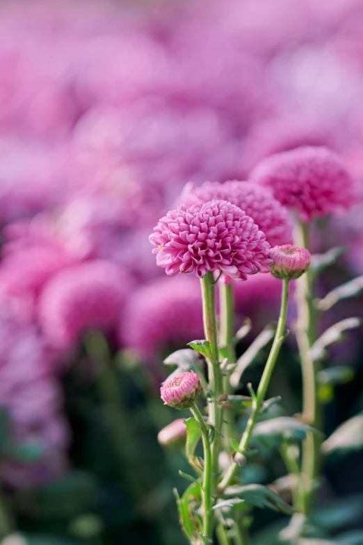 a flower garden with multiple pink flowers