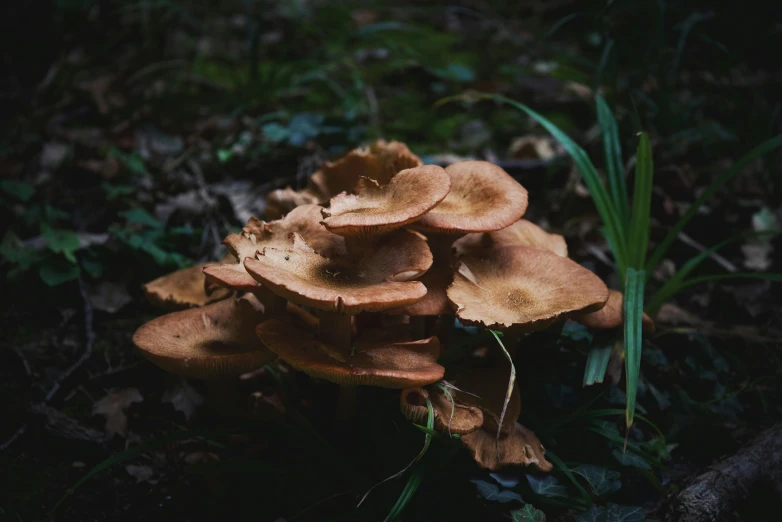 this is a very close up view of some mushrooms