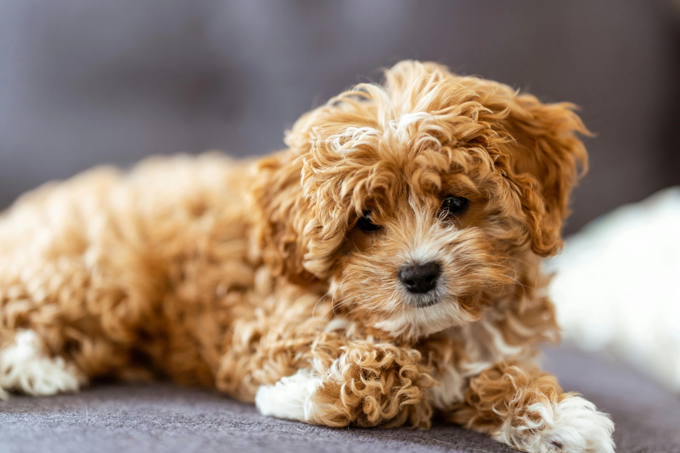 the adorable little dog is sitting in a chair