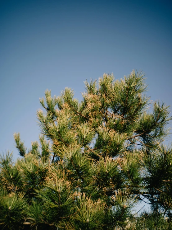 a red frisbee is sitting on top of a tree