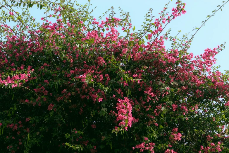 a tree is full of pink flowers under the blue sky