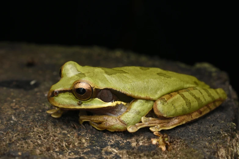 a green frog sitting on top of a wooden table