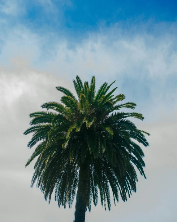 a small airplane flying above a large palm tree