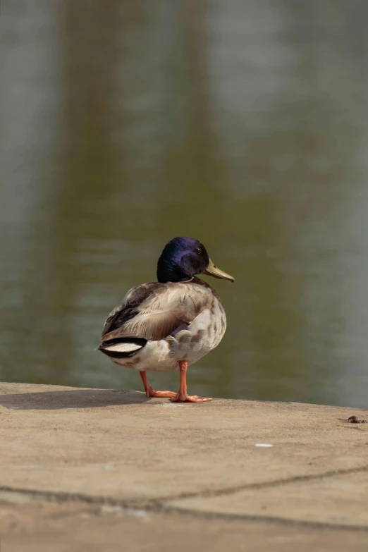 a single bird standing on a concrete ledge next to water