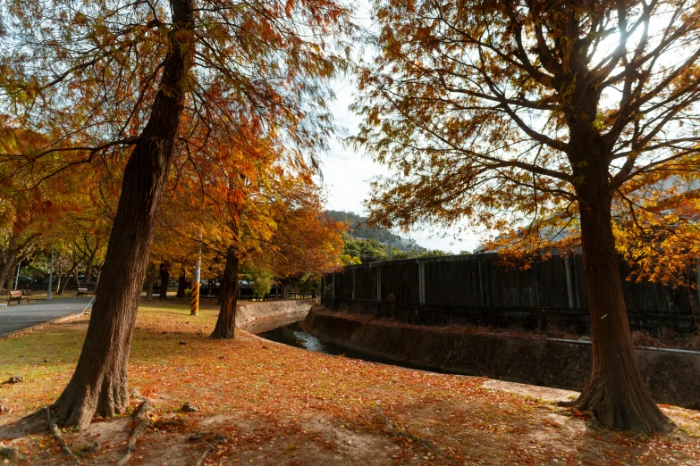 trees line a path, with a train running through them