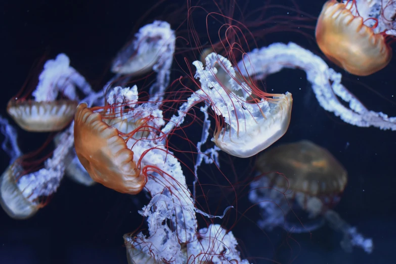 the jellyfish are swimming close together, and colorful