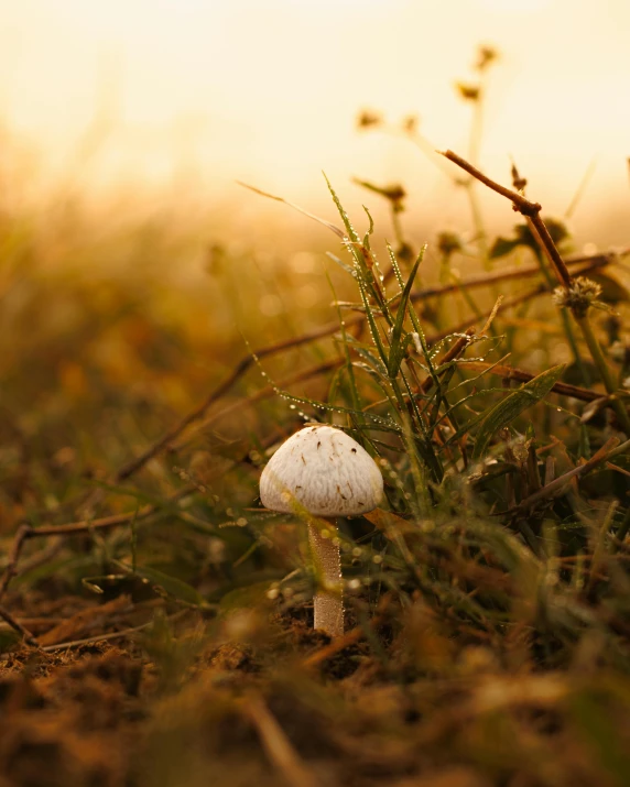 an amassis is in the field and wet grass