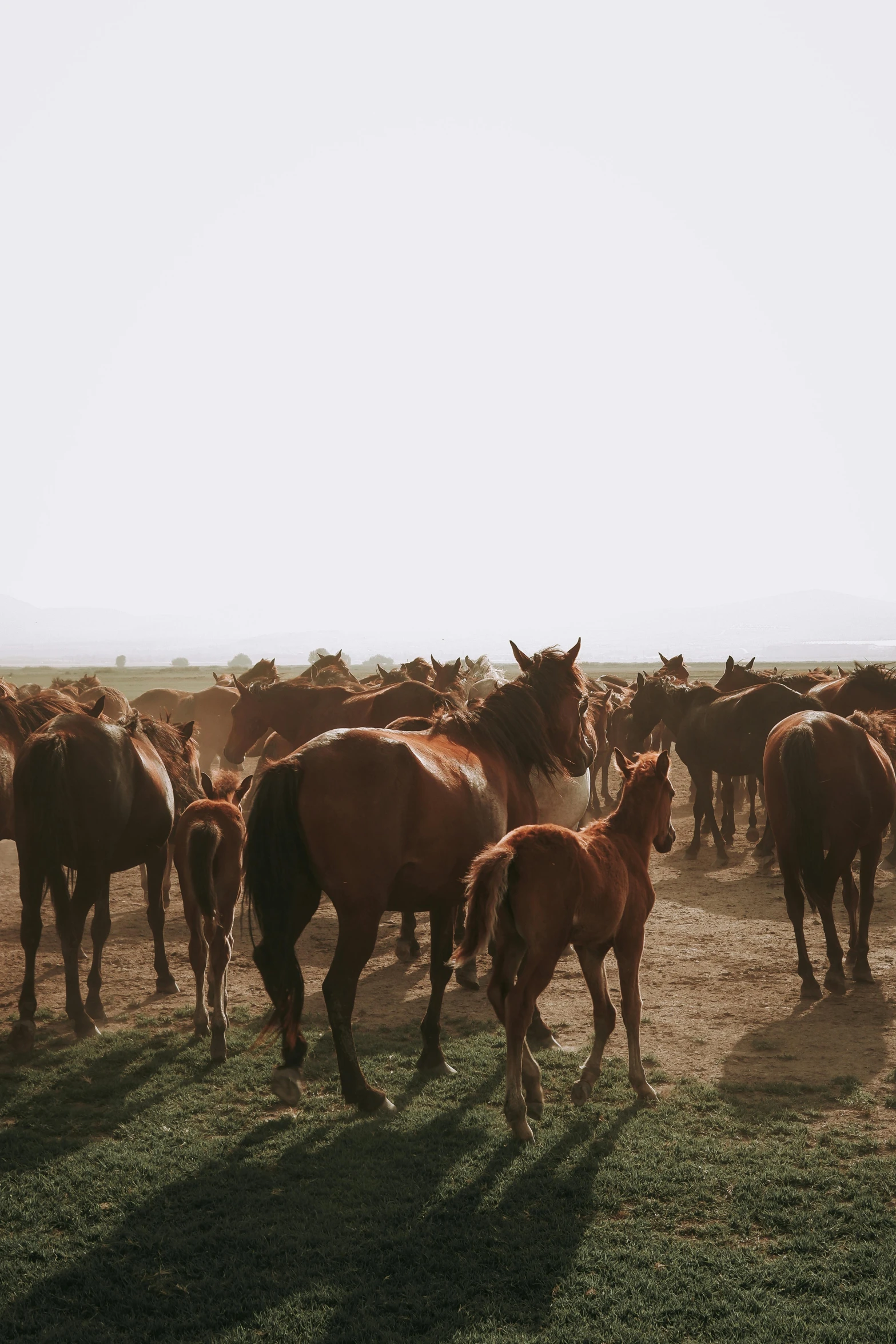 a herd of horses standing on top of a grass covered field