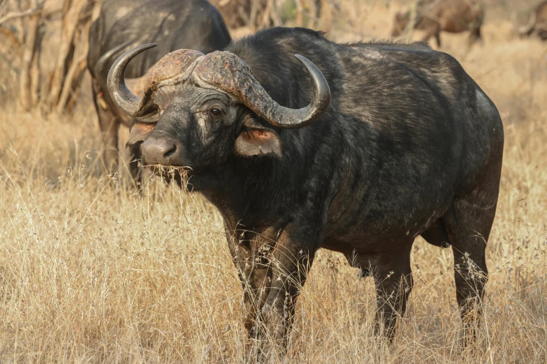 several bison are standing in the tall brown grass