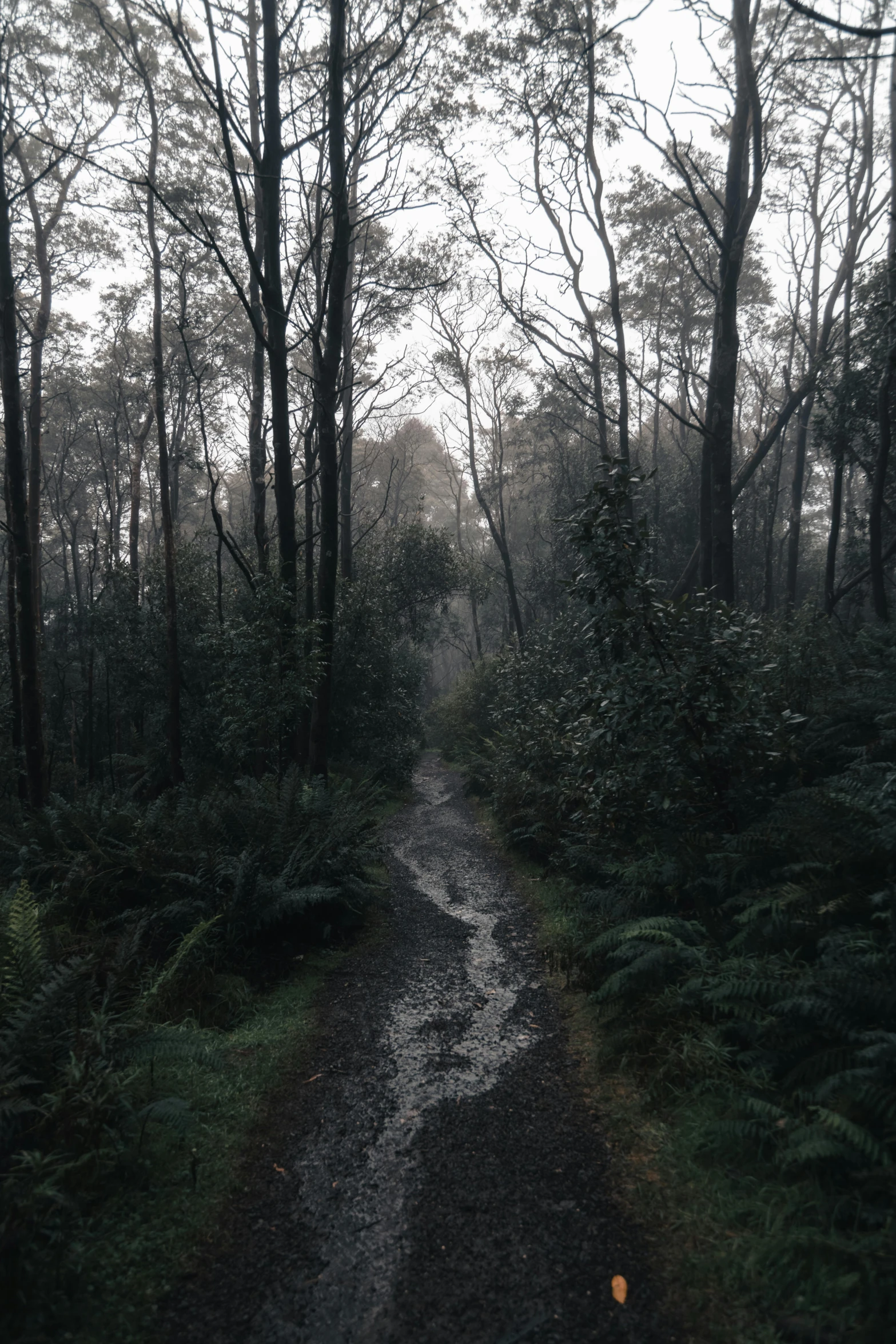 a path through the forest, just before dark