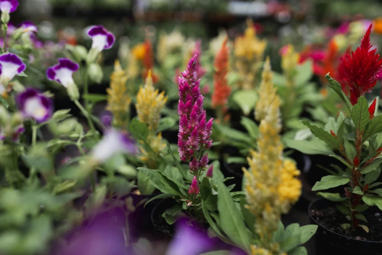 many different colored flowers inside of a planter