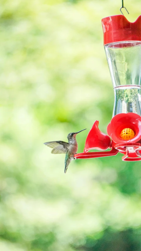 a hummingbird flying next to a red bird feeder