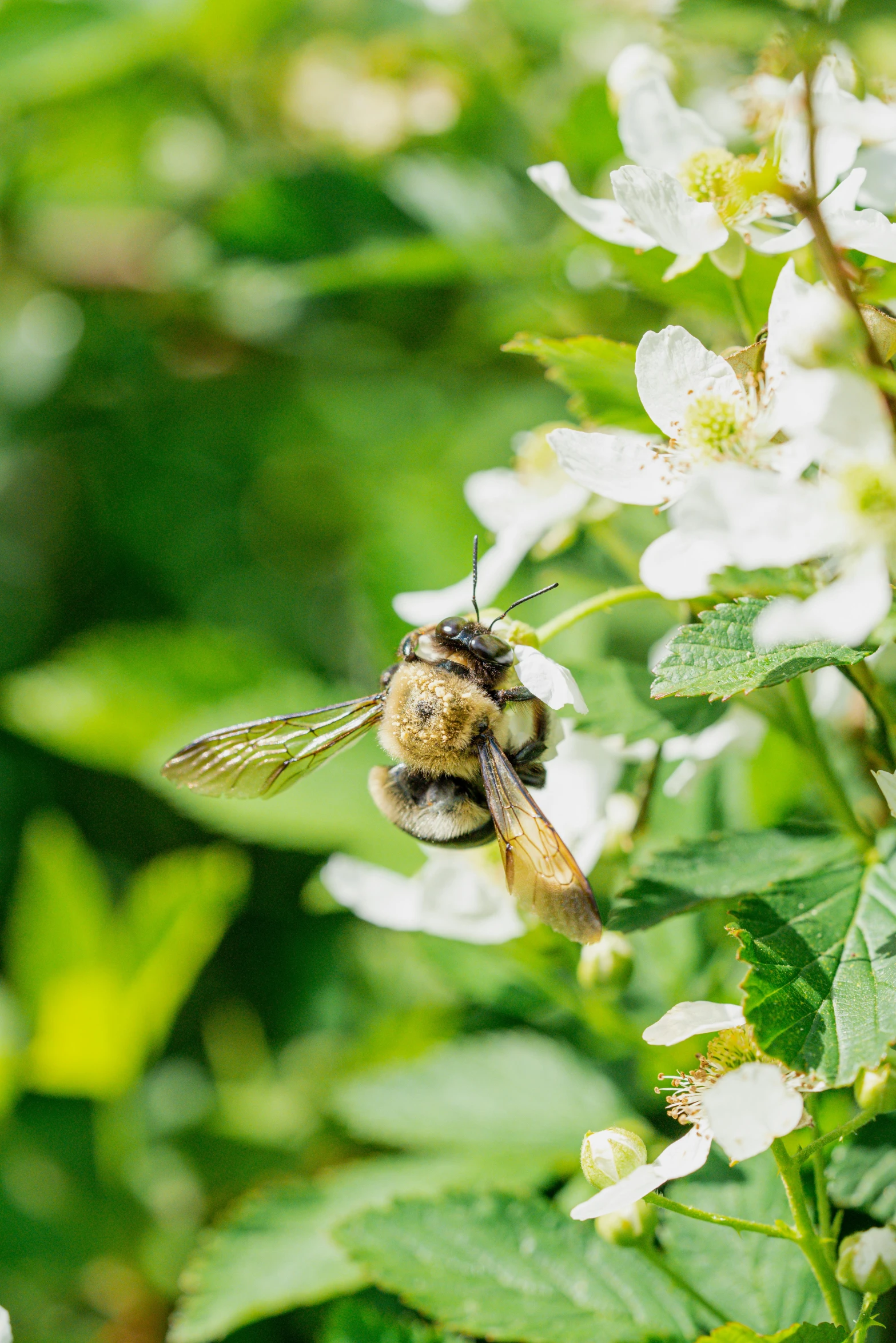 a bee on a flower near some white flowers