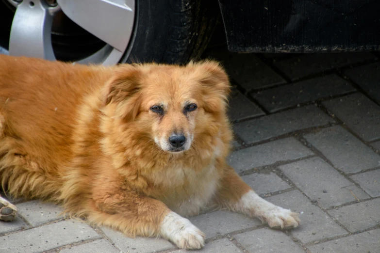 an orange, furry dog lying on the side of the street