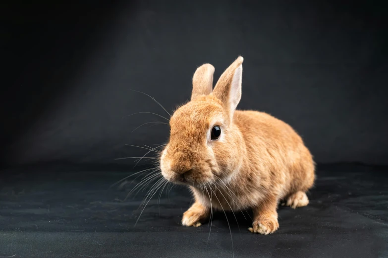 an orange bunny rabbit sitting up in the dark