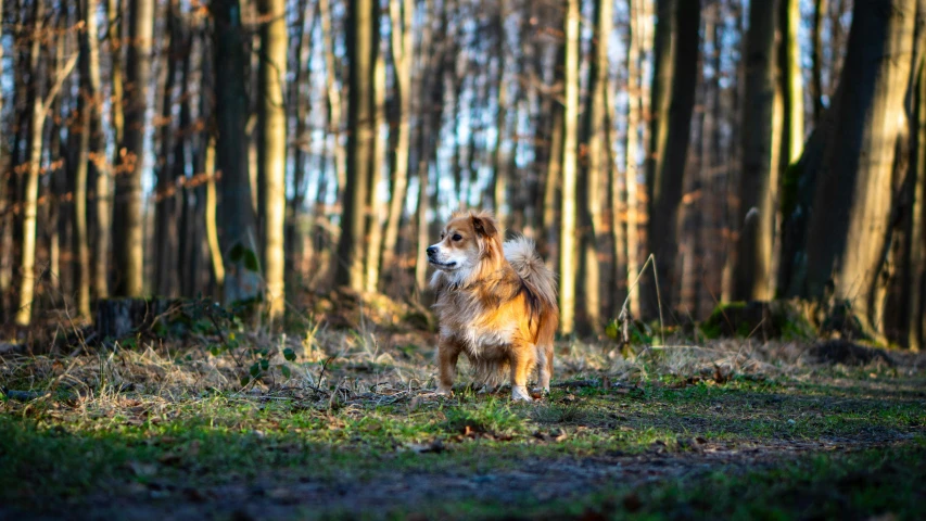 a dog is standing in the middle of a wooded area