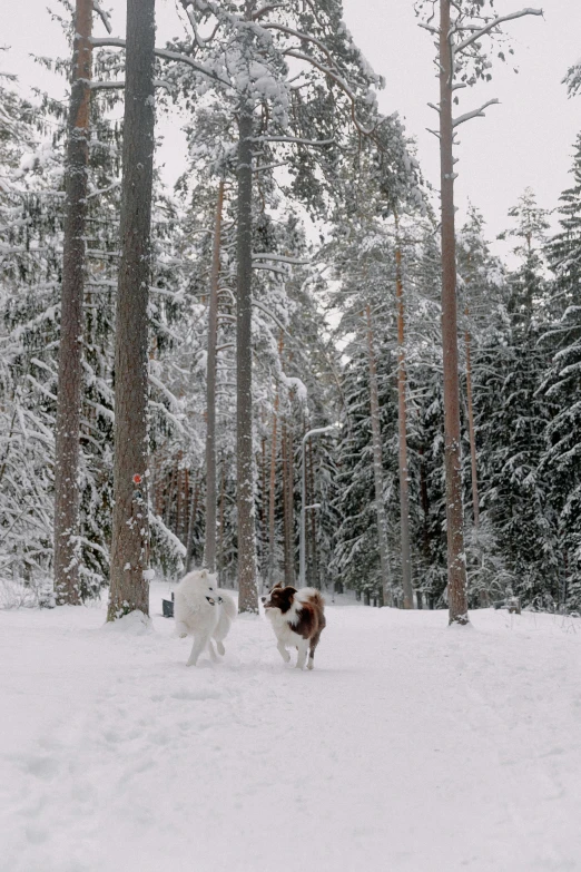 two dogs in the snow are running around