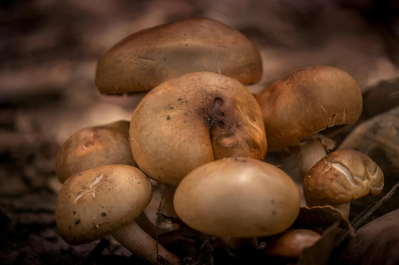 mushrooms on the ground in the shade