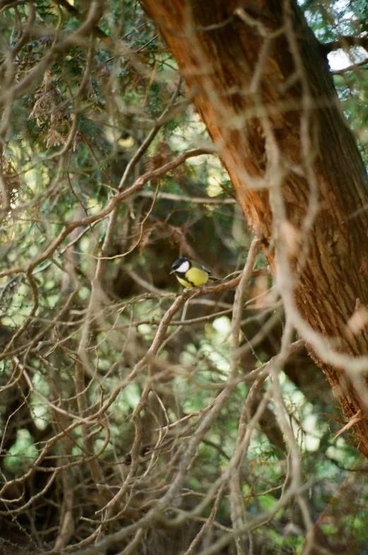 a giraffe is walking in the trees