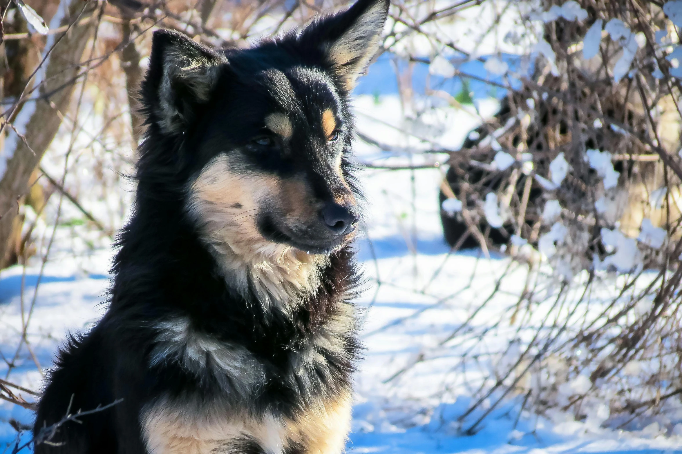 a large black and white dog sitting next to a tree