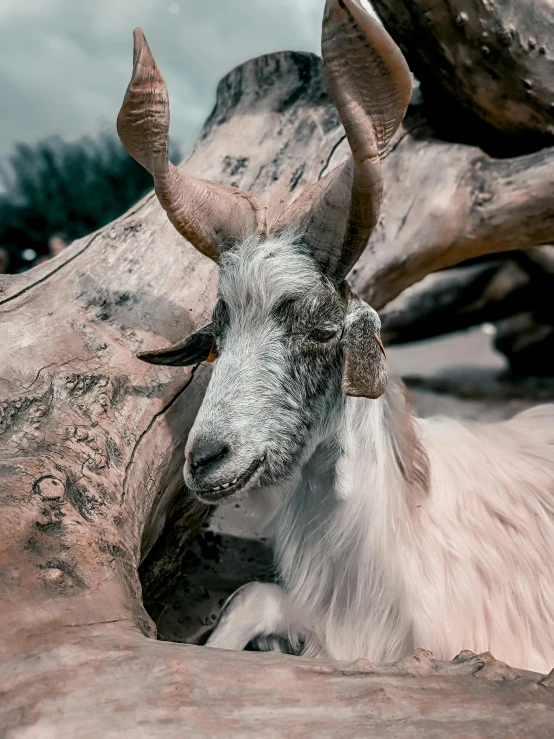 a goat with horns laying on rocks and logs