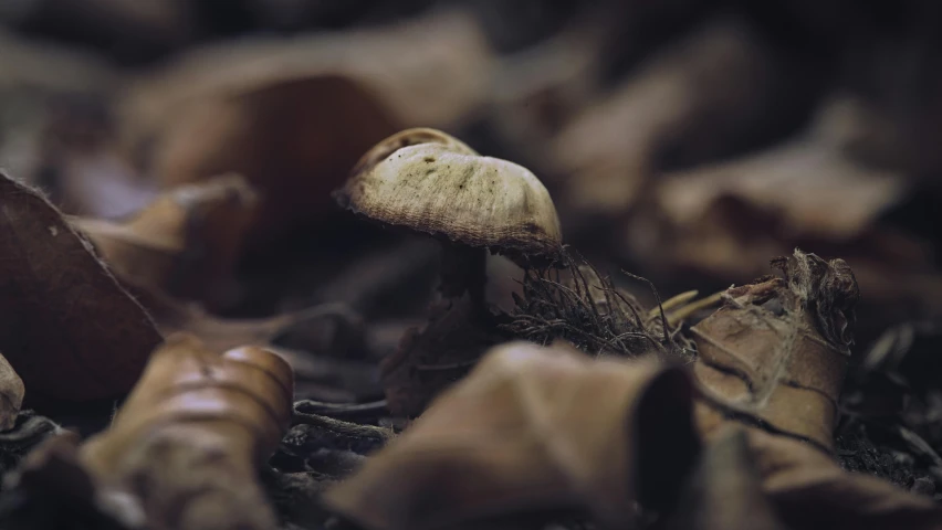 several mushrooms on the ground under leaves