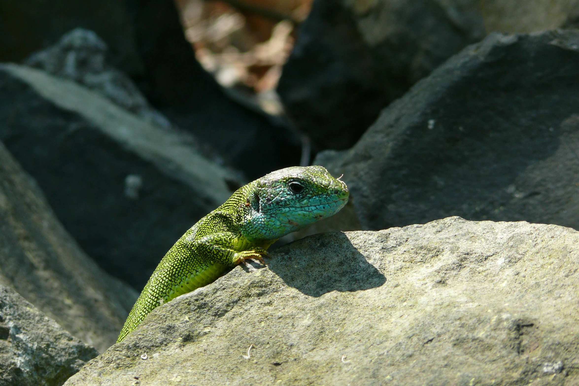 a lizard sitting on top of a rock near some rocks