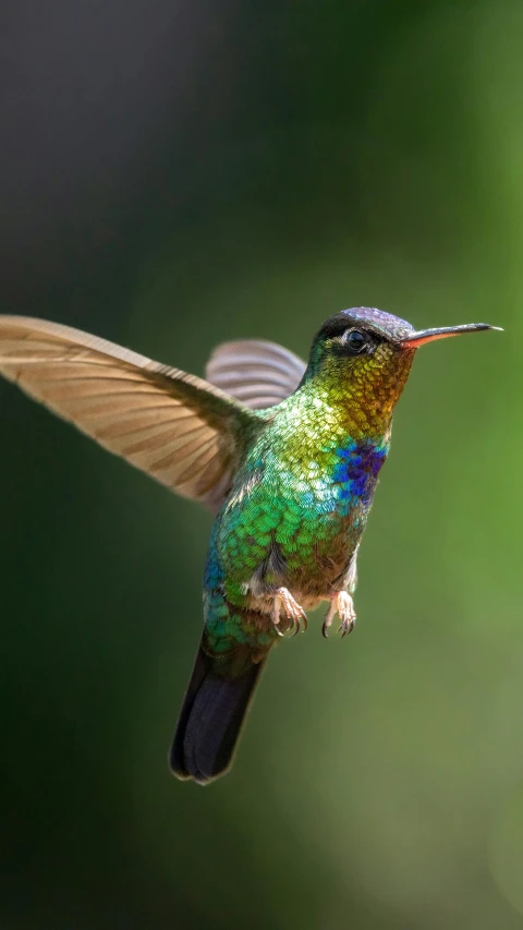 a colorful bird that is flying over some water