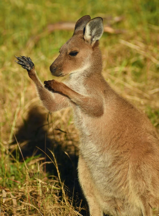 a small kangaroo on its hind legs reaching up to touch