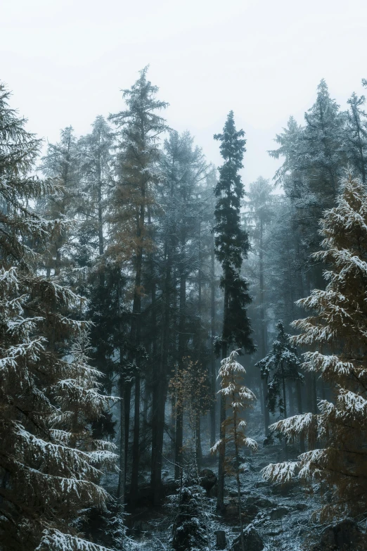 a large snow covered forest with tall pine trees