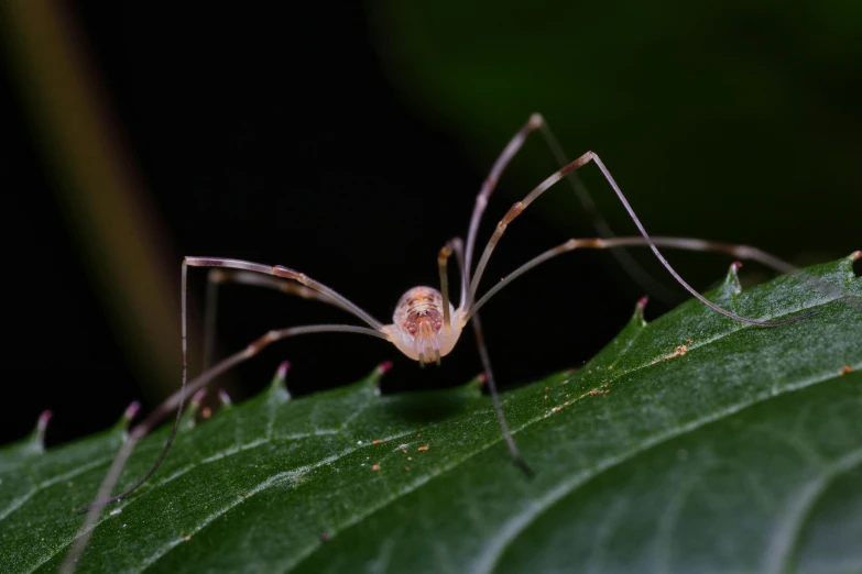 a pink - footed spider sits on a large leaf
