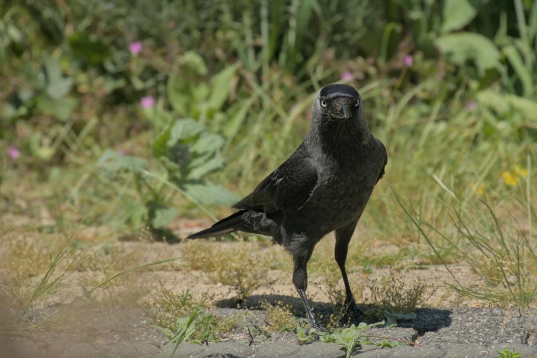 black bird with open eyes standing in a field