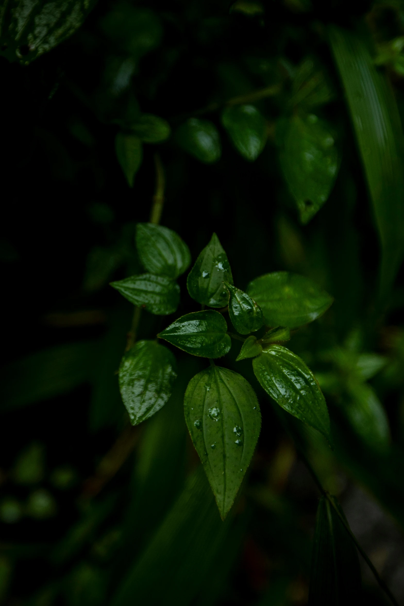 some very cute pretty green leaves on some plants