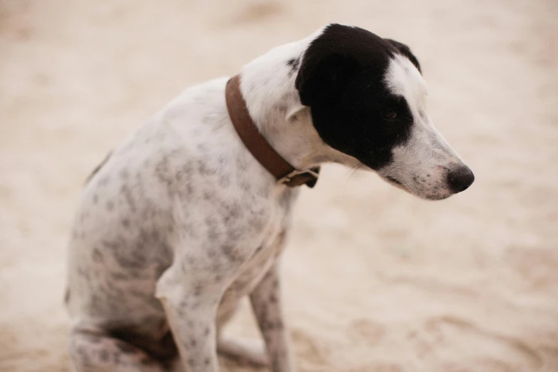 small white and black dog standing in a sandy area