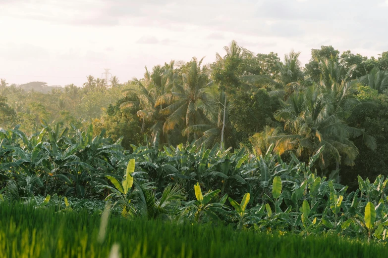 an image of a grass field that is near some trees