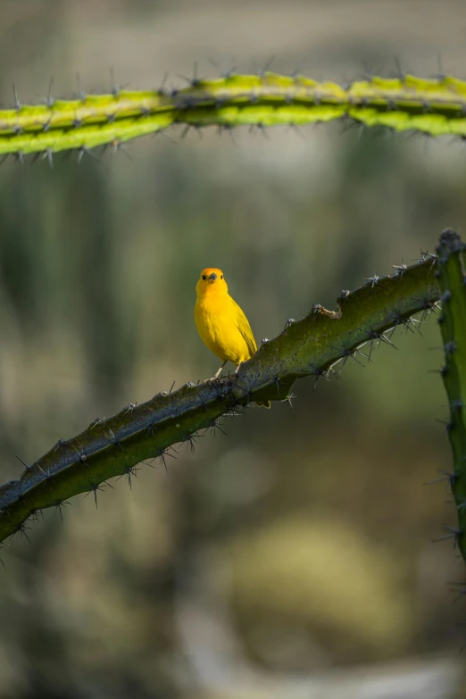 a small yellow bird perched on top of a tree