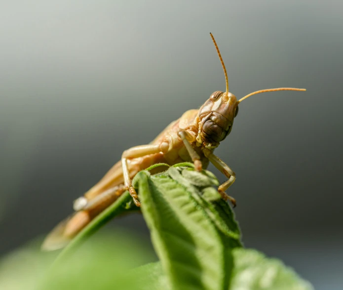 close up image of a praying mantissa on the tip of a leaf