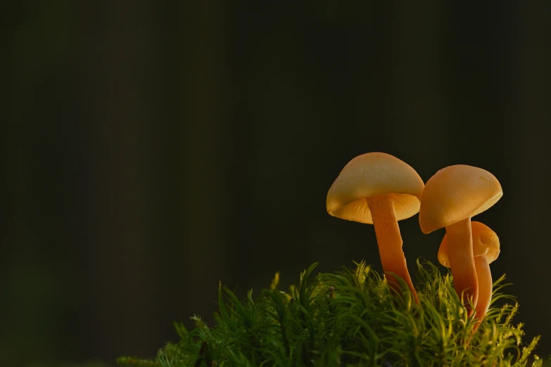 mushrooms with lots of leaves and grass near one another