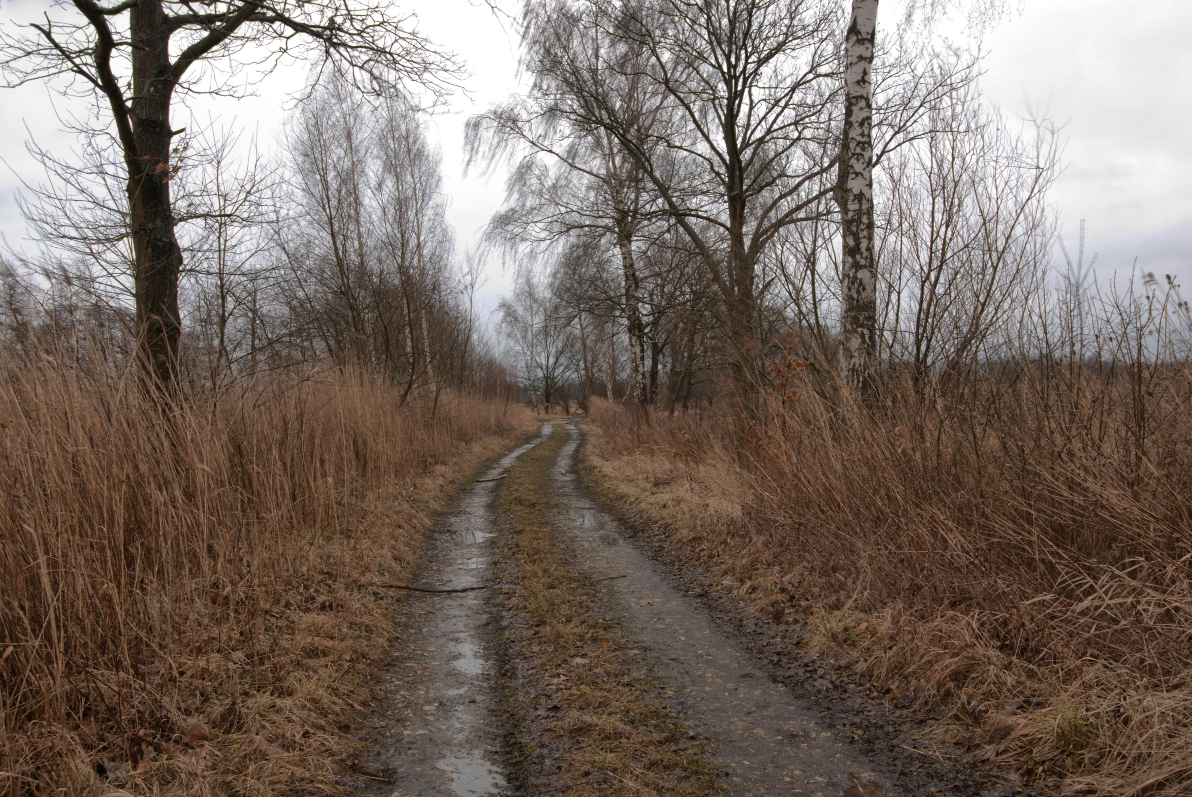 muddy trail through a wooded area in winter