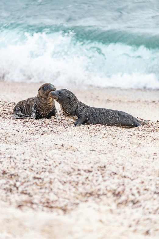 two seals sitting on the sand and one laying on top of the beach