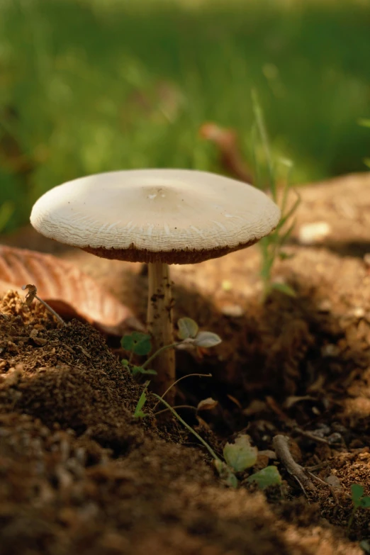 there is a mushroom on the ground in the shade