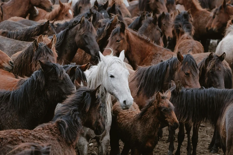a group of horses stand in a large herd