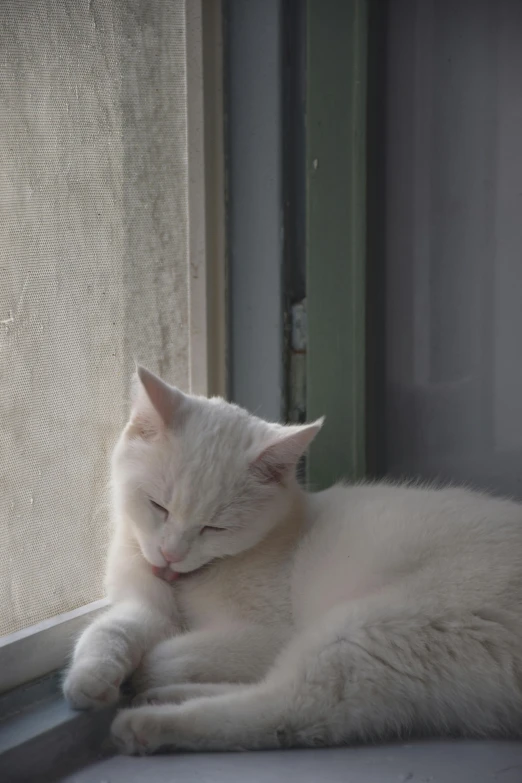 the white cat is resting on the windowsill and looking out