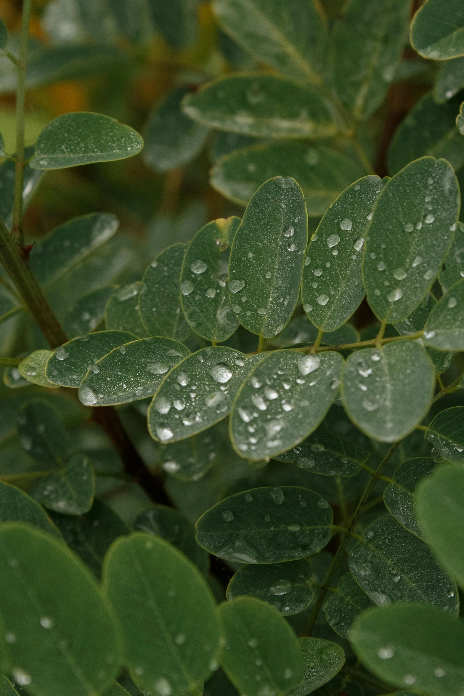 the leaves and drops of dew are on a plant