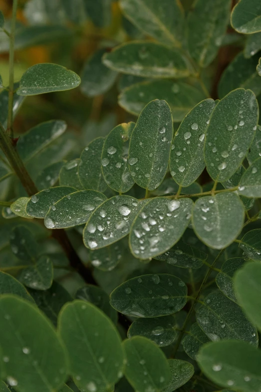 the leaves and drops of dew are on a plant