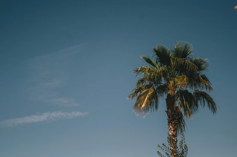 a palm tree is standing against the blue sky