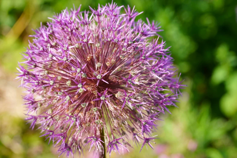 a closeup s of a purple flower