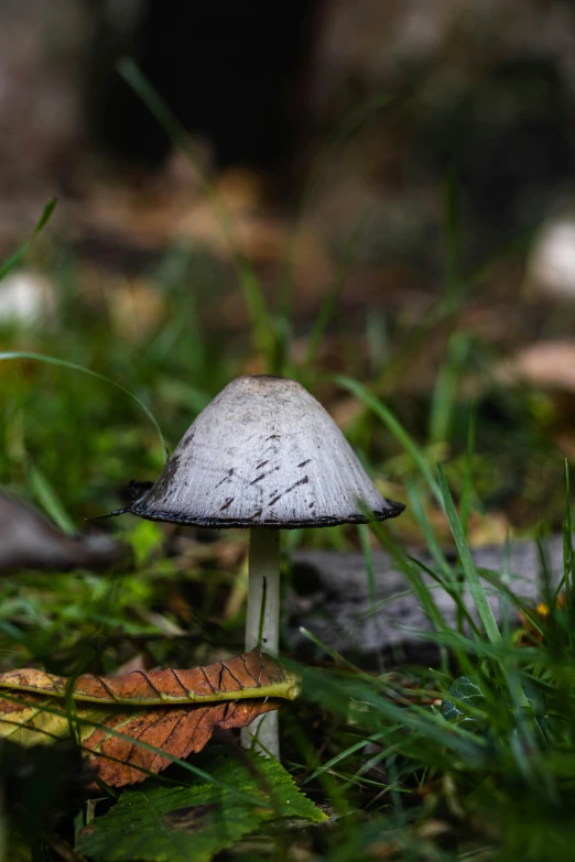 a mushroom that is sitting in the grass