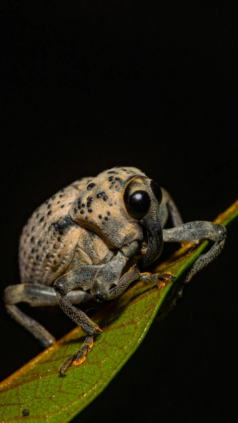 a brown and black bug on a leaf