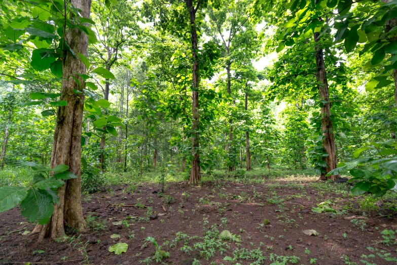 a group of trees in the woods are green